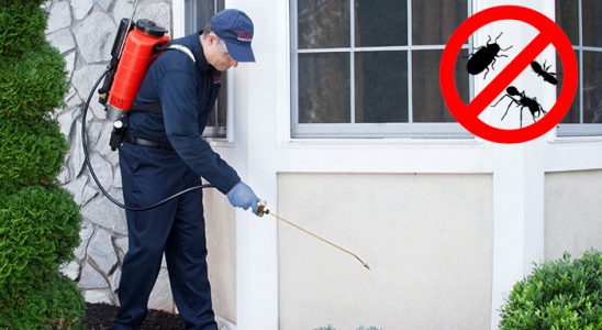 Pülümür Kemirgen İlaçlama böcek ilaçlama ve haşere kontrolü — ilaclama-tr.com